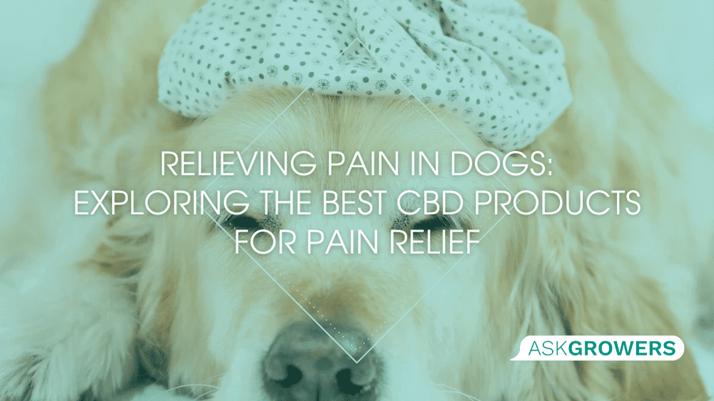 Relieving Pain in Dogs: Exploring the Best CBD Products for Pain Relief